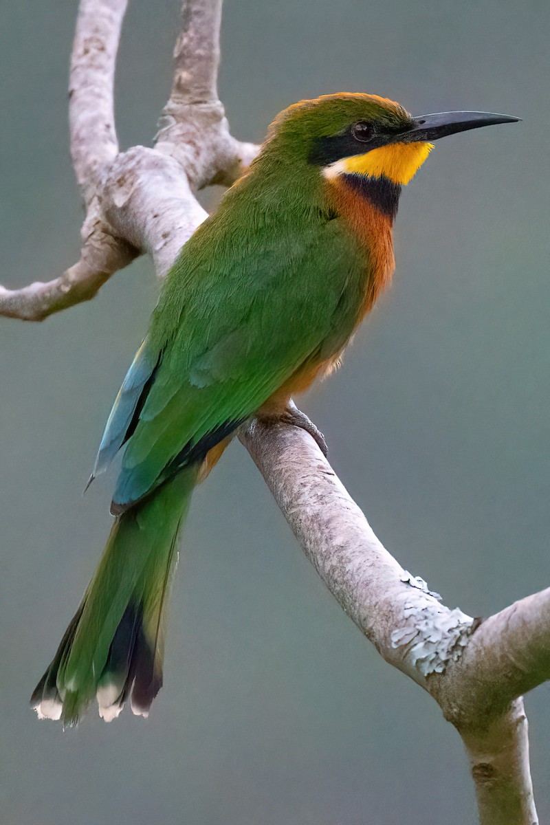 Cinnamon-chested Bee-eater - Jaap Velden