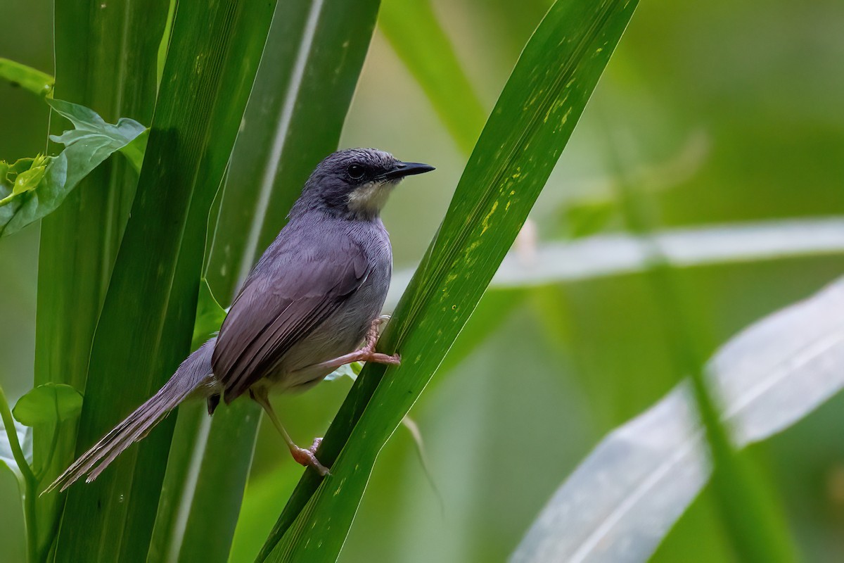 Apalis à gorge blanche - ML470332571