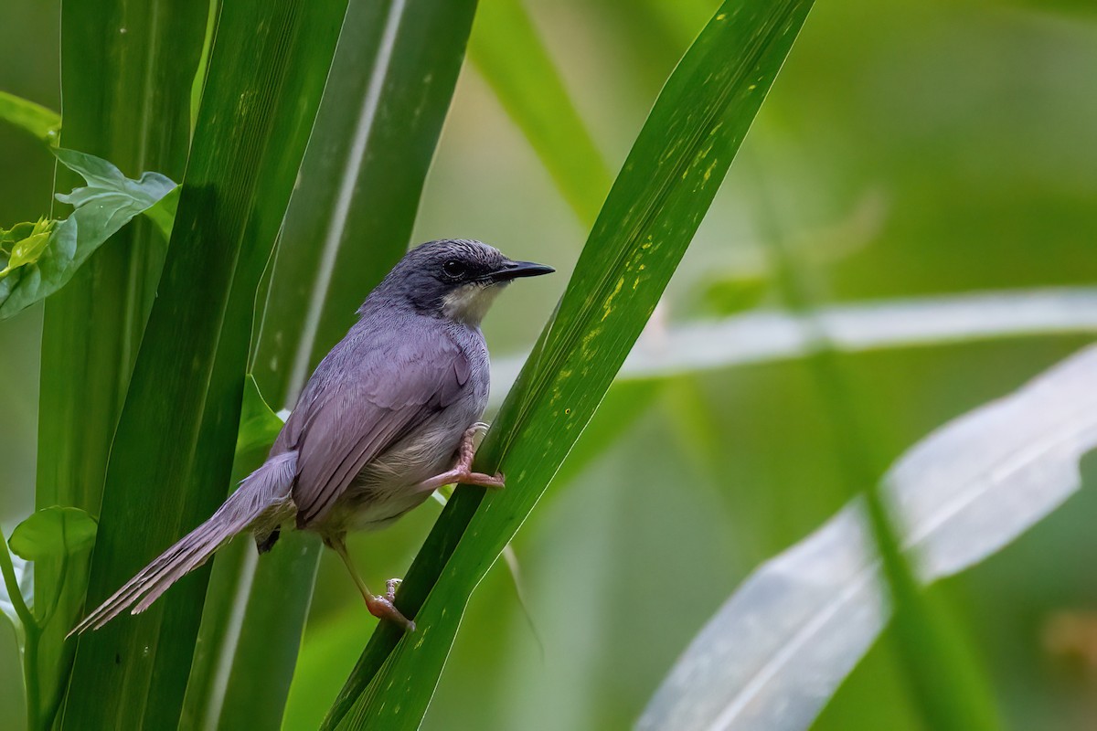 White-chinned Prinia - ML470332611