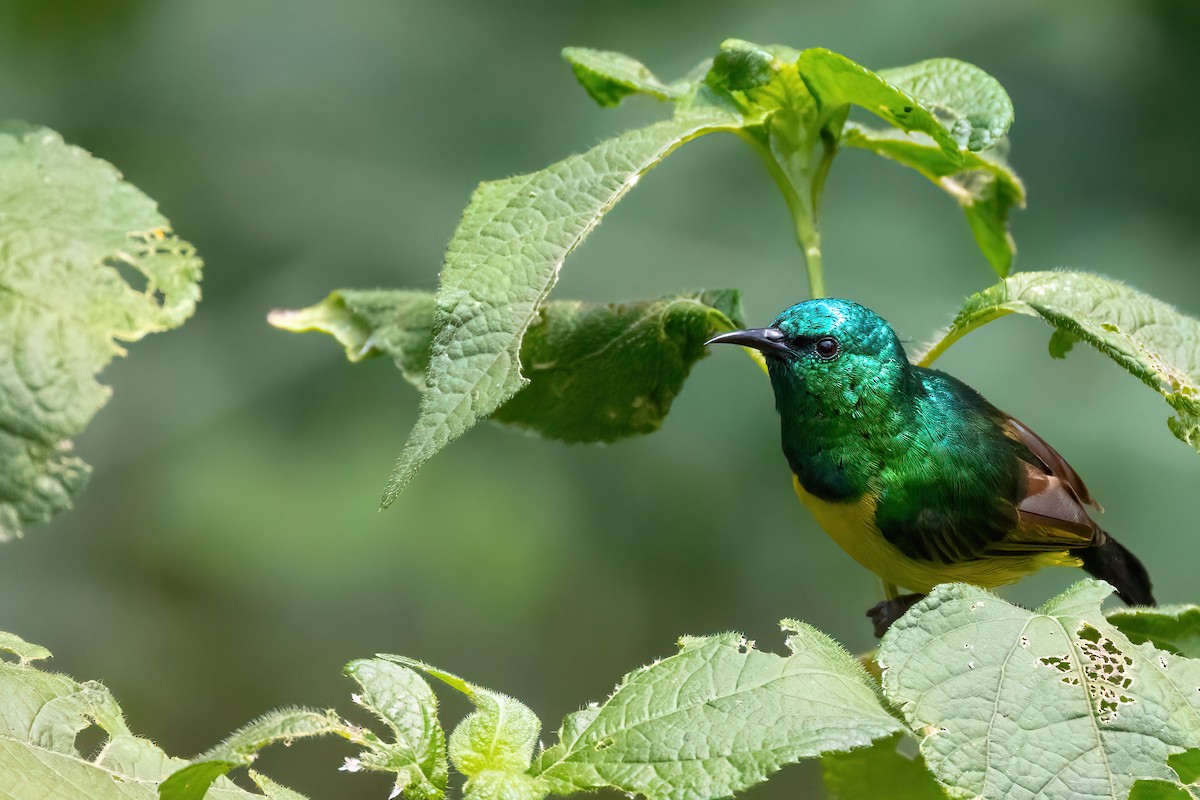 Collared Sunbird - Jaap Velden