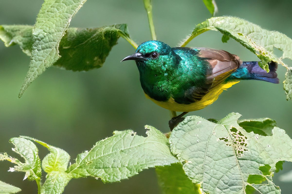 Collared Sunbird - Jaap Velden