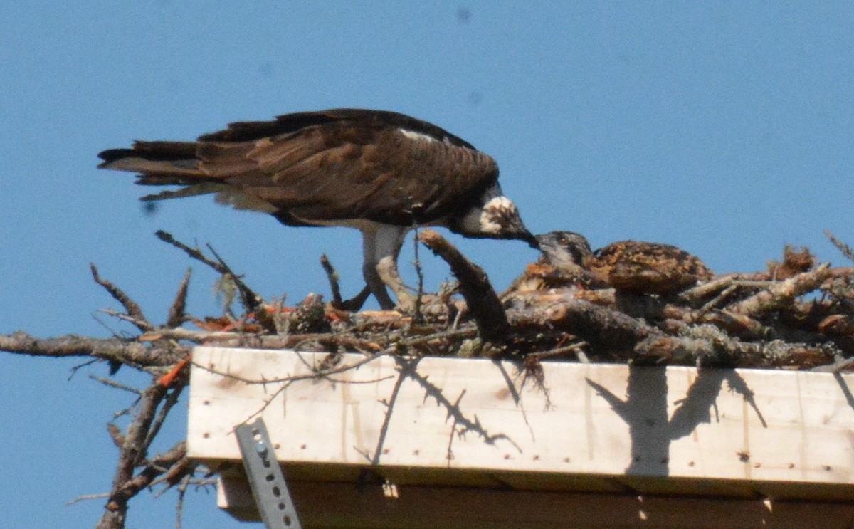 Osprey (carolinensis) - Michael J Good