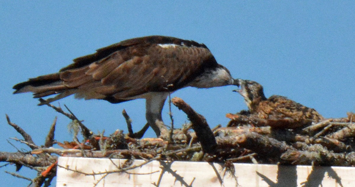 Osprey (carolinensis) - Michael J Good