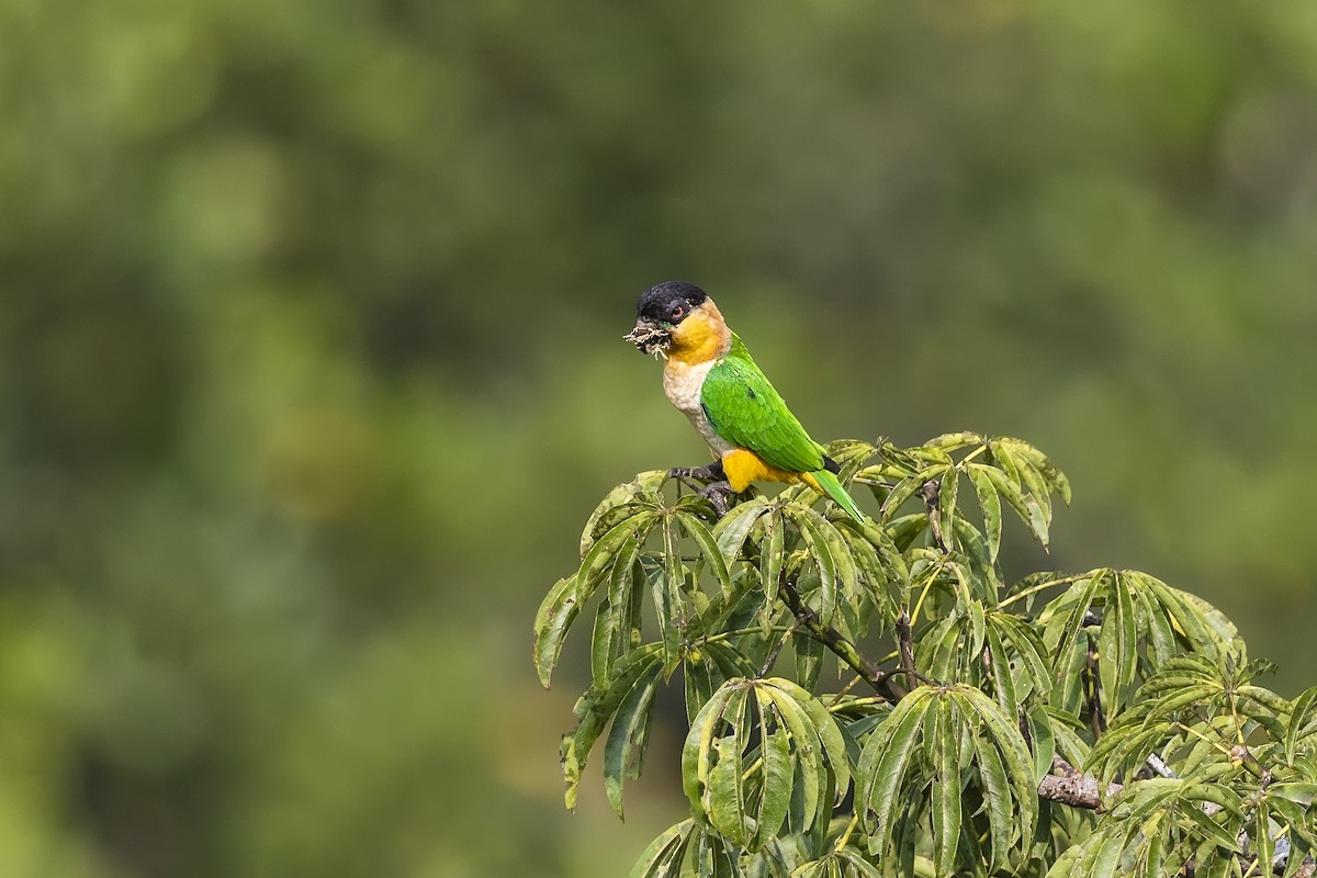 Black-headed Parrot - Stefan Hirsch