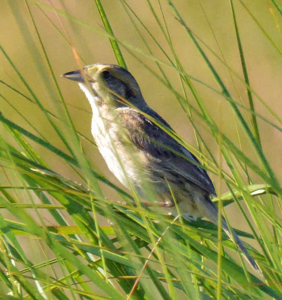 Nelson's Sparrow (Atlantic Coast) - Michael J Good