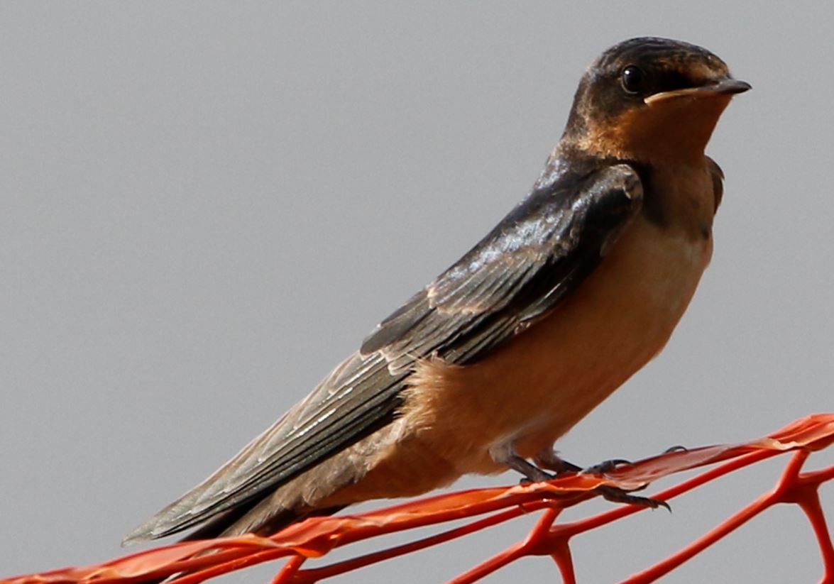 Barn Swallow - Derek LaFlamme