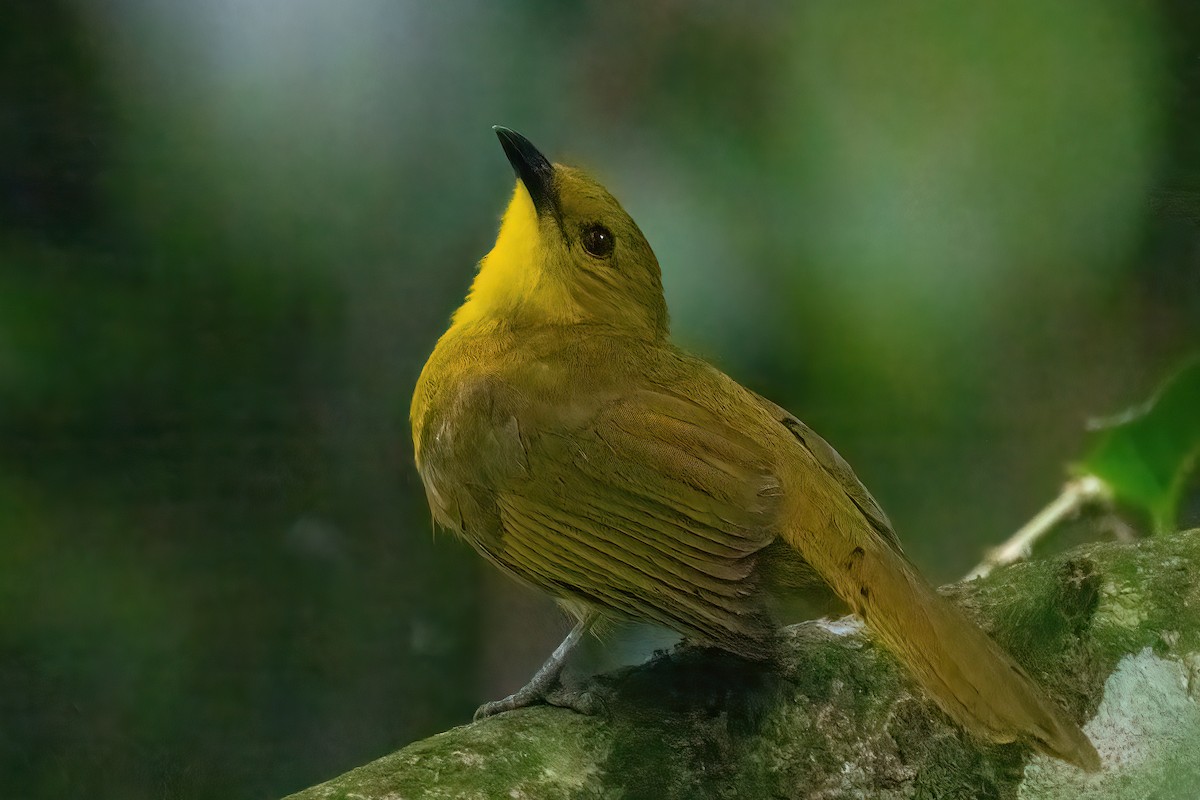 Joyful Greenbul - Jaap Velden