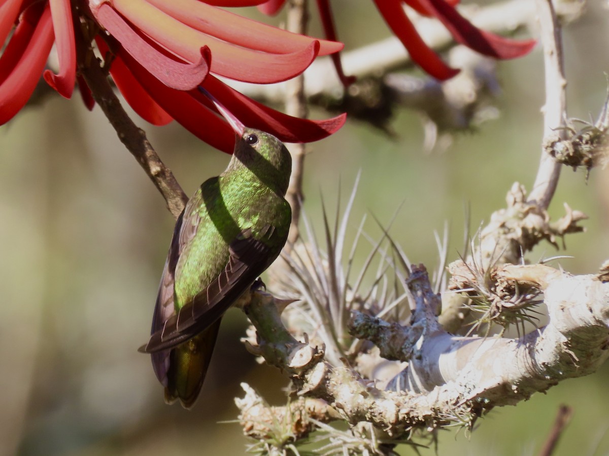 Gilded Hummingbird - Ines Vasconcelos