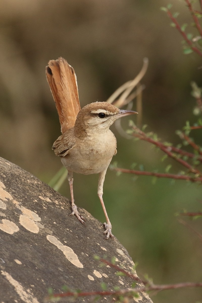 Rufous-tailed Scrub-Robin - ML470340491