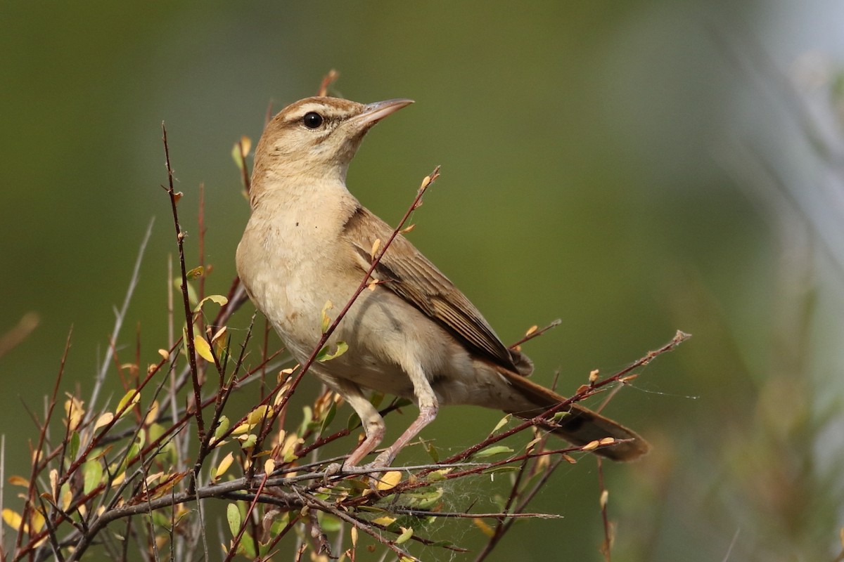 Rufous-tailed Scrub-Robin - ML470340501