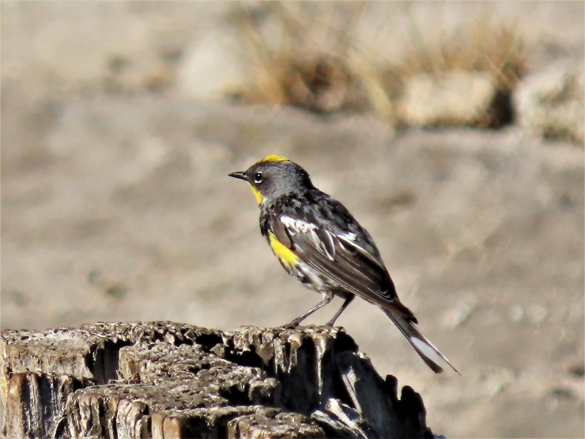 Yellow-rumped Warbler (Audubon's) - ML470340961