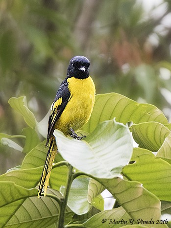 Minivet Escarlata - ML47034191