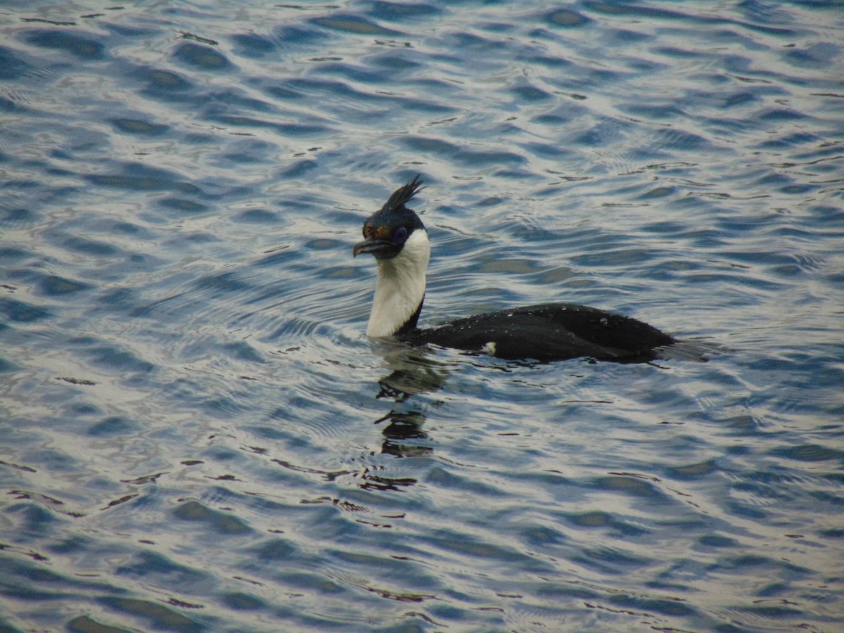 Imperial Cormorant - ML470342471