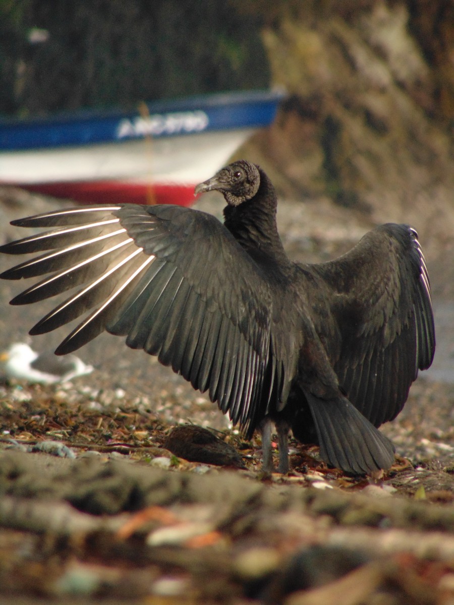 Black Vulture - ML470342591