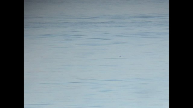 白腰叉尾海燕 - ML470342821