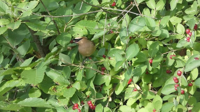 Cedar Waxwing - ML470343261