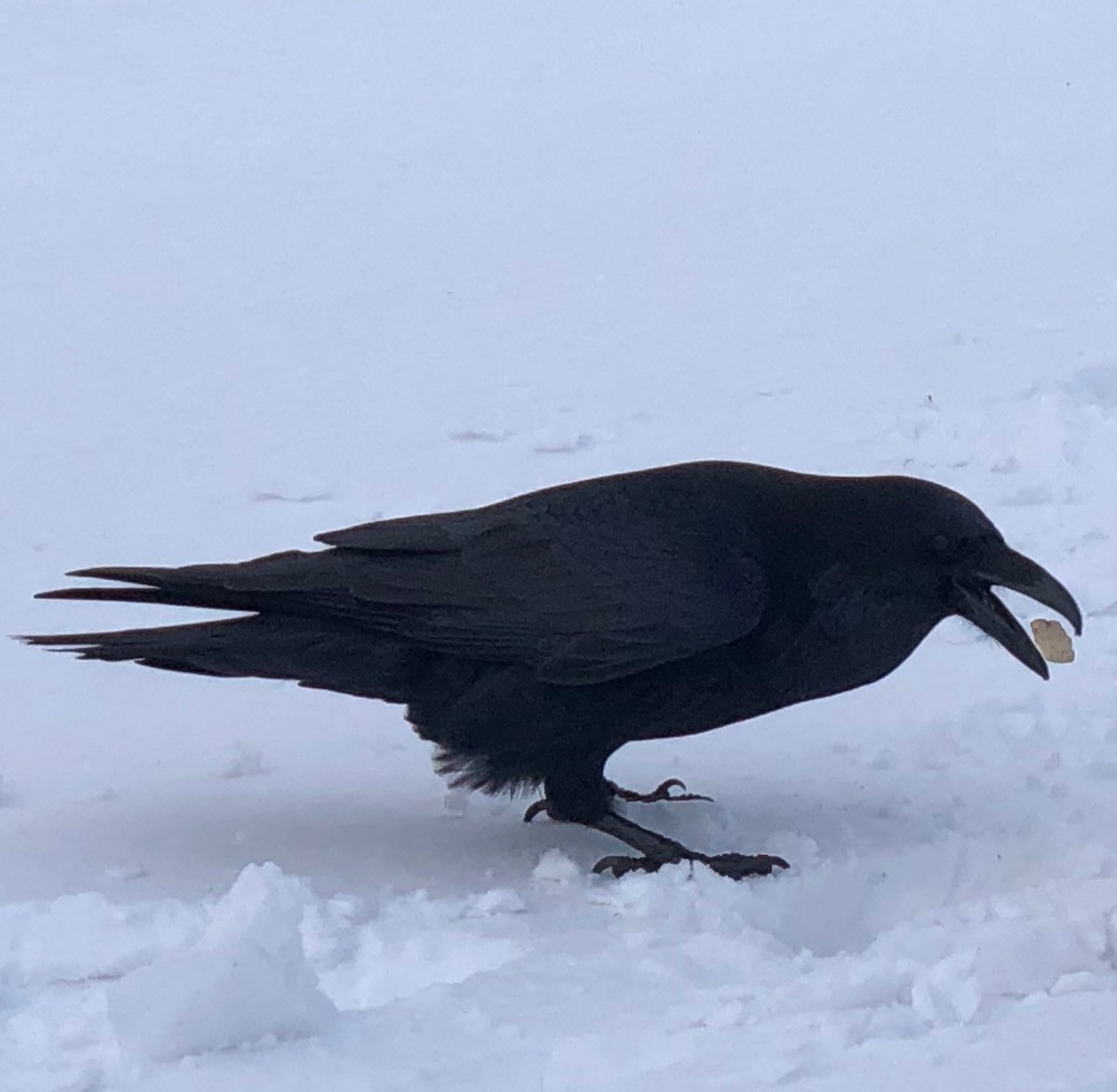 Common Raven - Lynda Norton