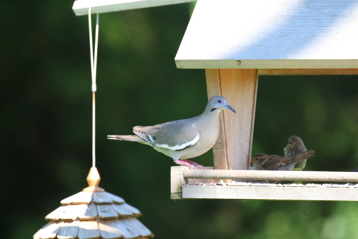 White-winged Dove - amy sheldon