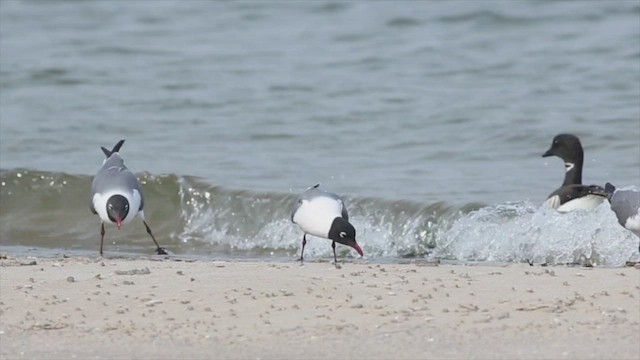 Gaviota Pipizcan - ML470344221