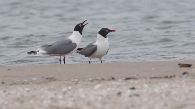 Franklin's Gull - ML470344261