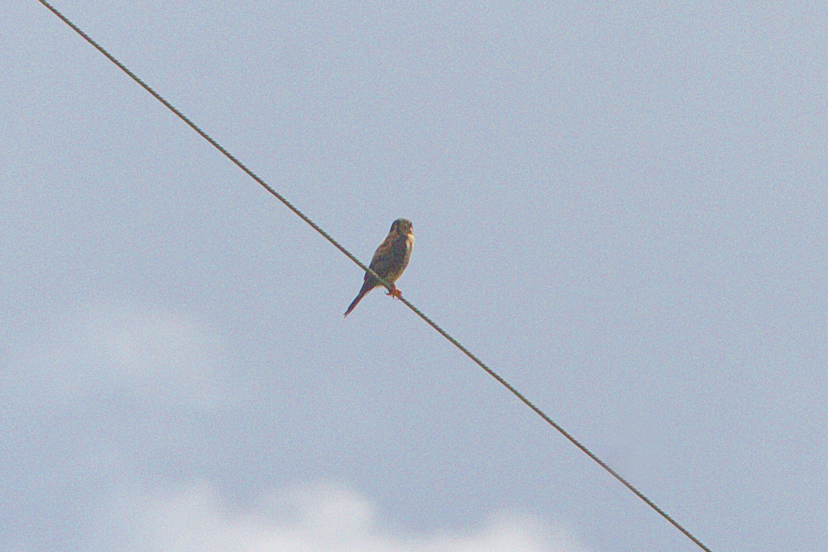 American Kestrel - ML470345311