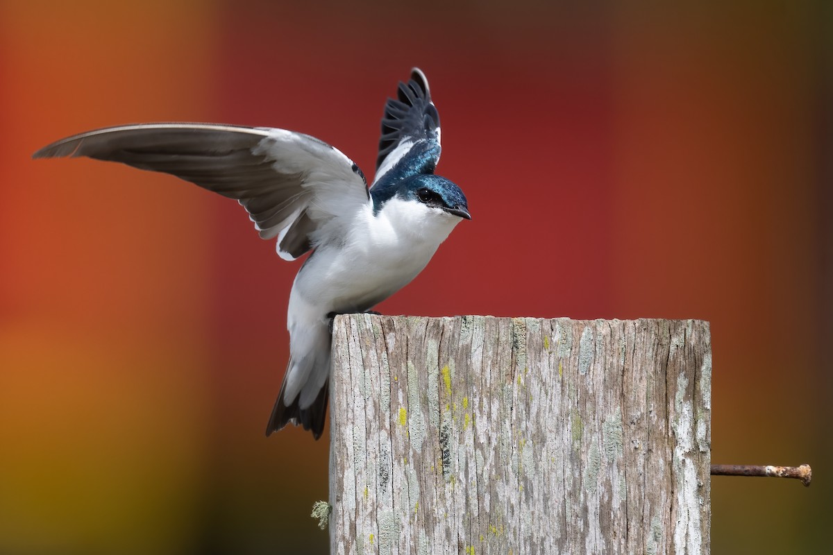 White-winged Swallow - ML470345371