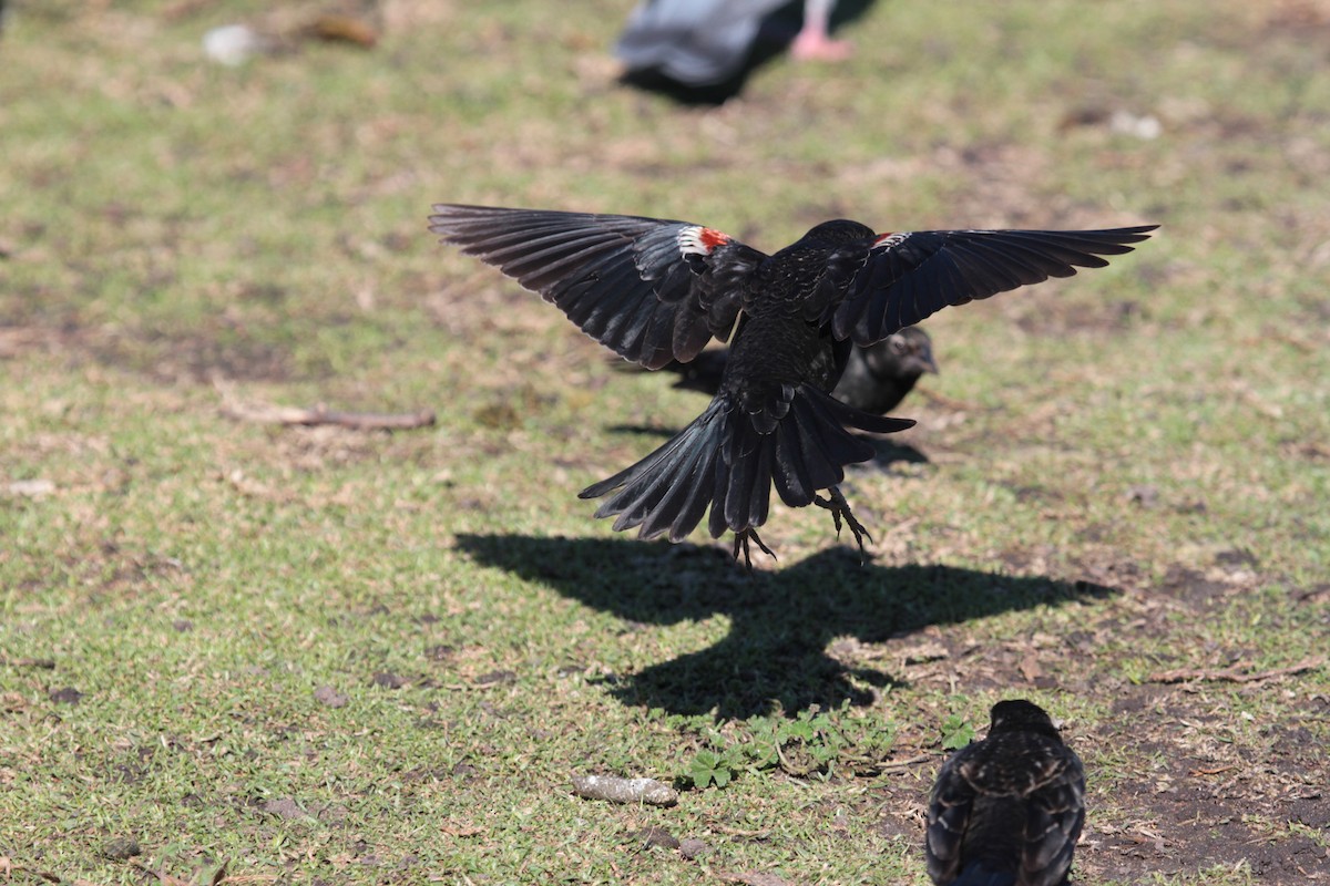 Tricolored Blackbird - Dan King