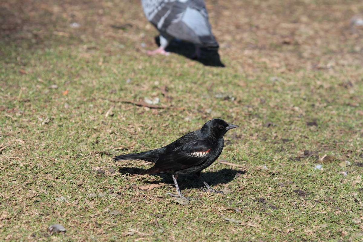 Tricolored Blackbird - ML470345471