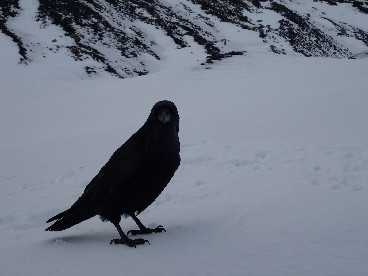 Common Raven - ML470345881