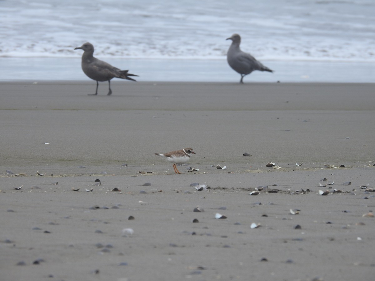 Semipalmated Plover - ML470347971