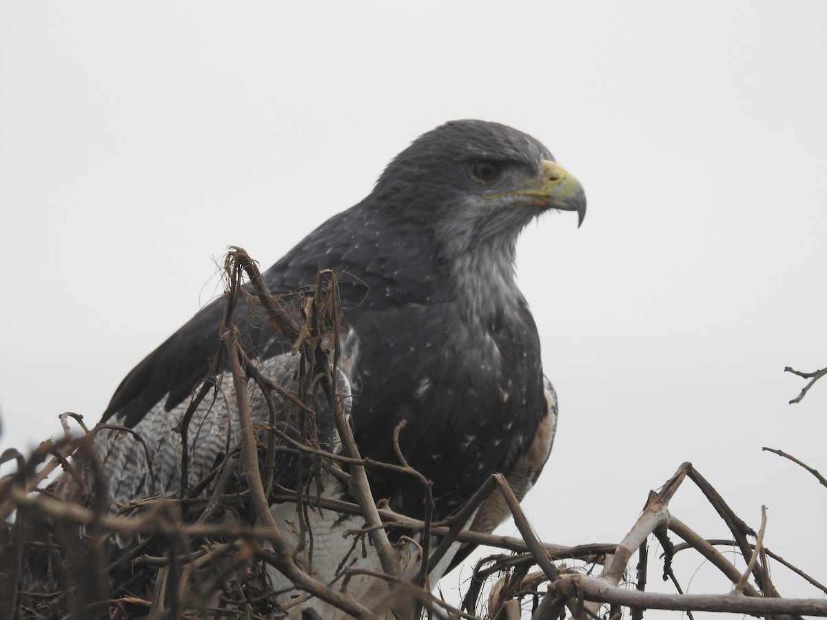 Black-chested Buzzard-Eagle - ML470348061