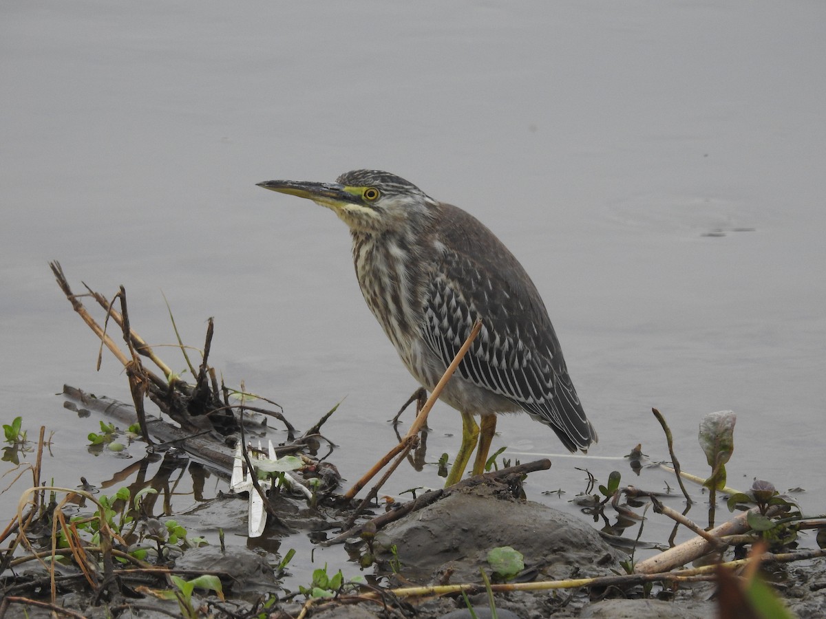 Striated Heron - ML470348161