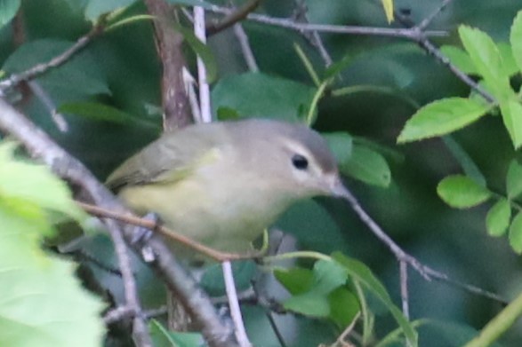 Warbling Vireo - ML470350431