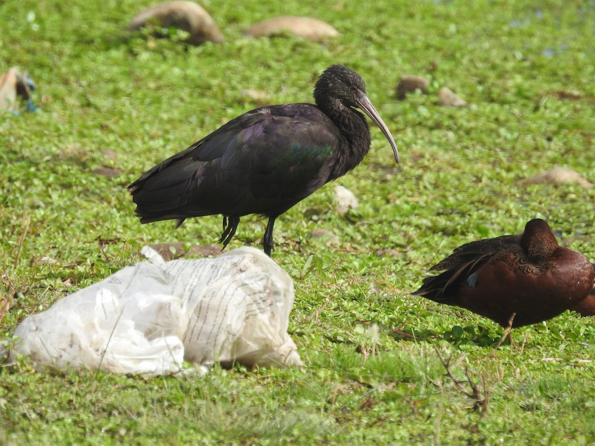 Puna Ibis - David  Samata Flores