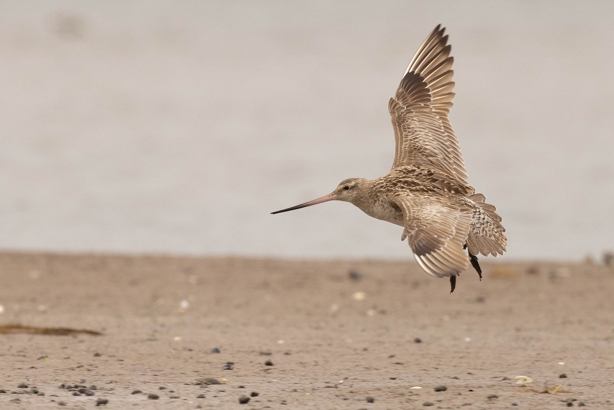 Bar-tailed Godwit (Siberian) - Doug Gochfeld