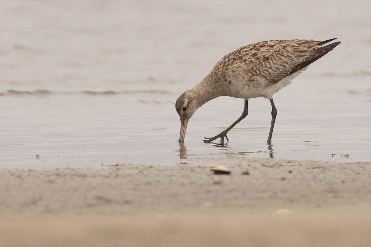 Bar-tailed Godwit (Siberian) - Doug Gochfeld