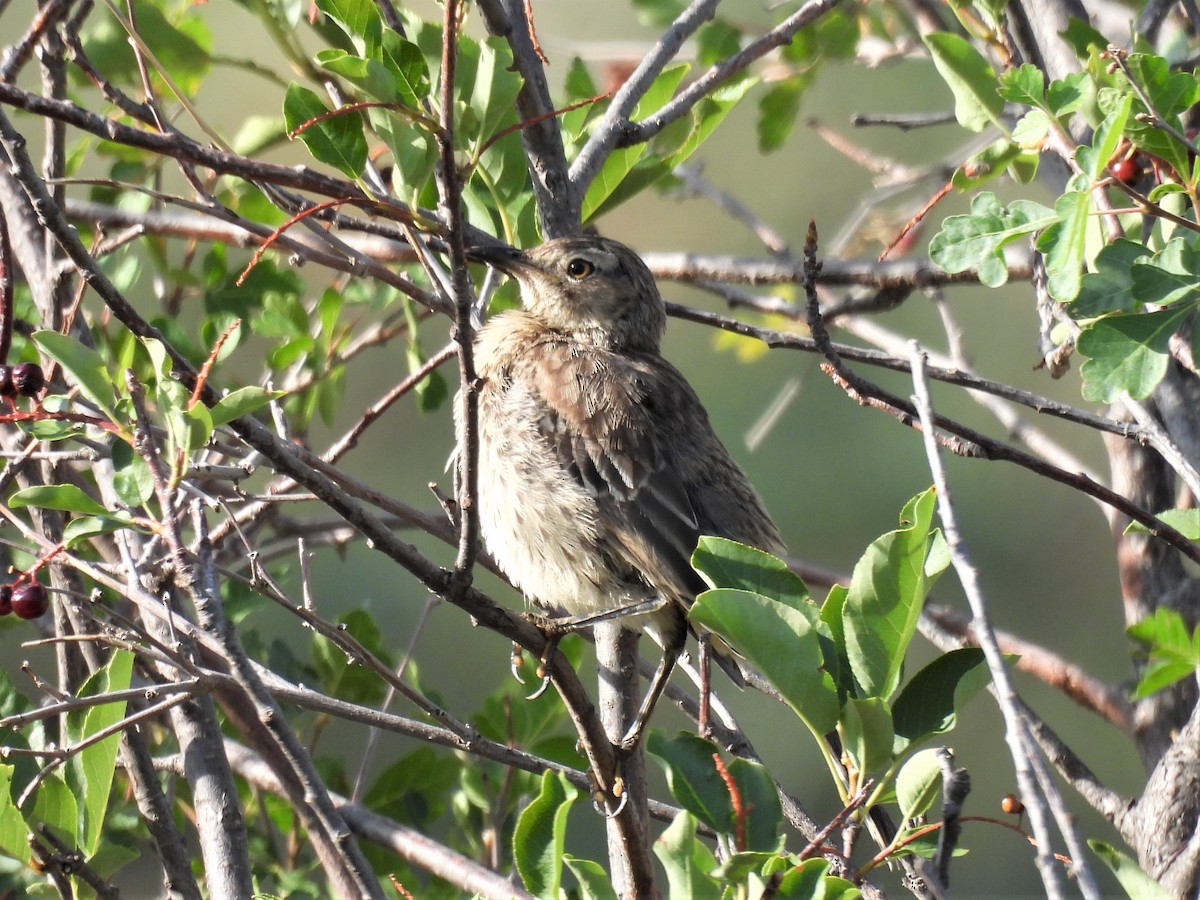 Sage Thrasher - ML470353381