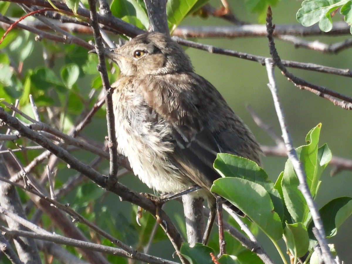Sage Thrasher - ML470353501