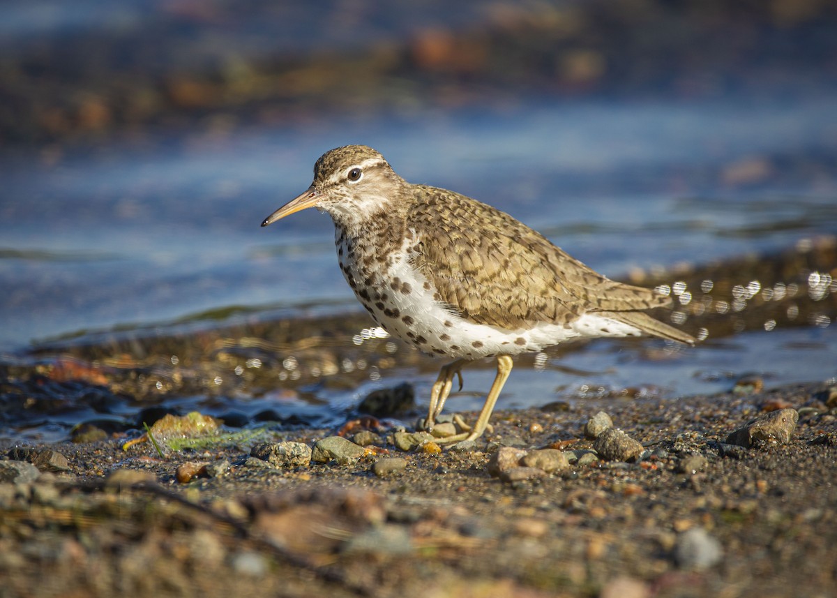 Spotted Sandpiper - Josiah Vandenberg