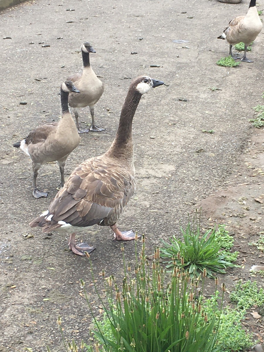 Domestic goose sp. x Canada Goose (hybrid) - ML470353771