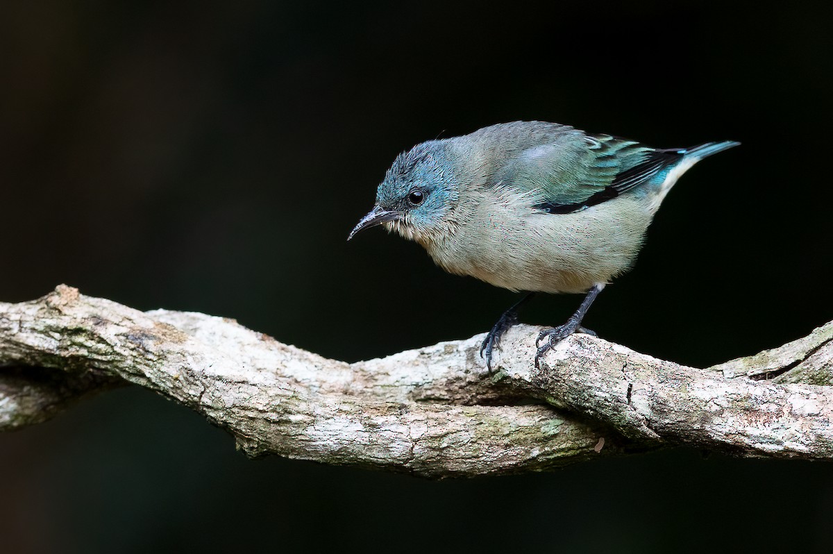 Black-legged Dacnis - Fernando Farias