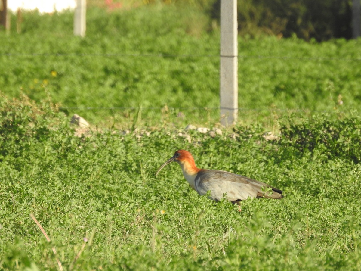 Andean Ibis - David  Samata Flores