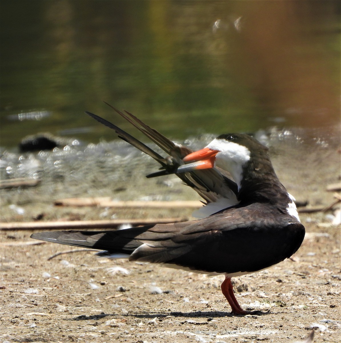 Black Skimmer - ML470357961