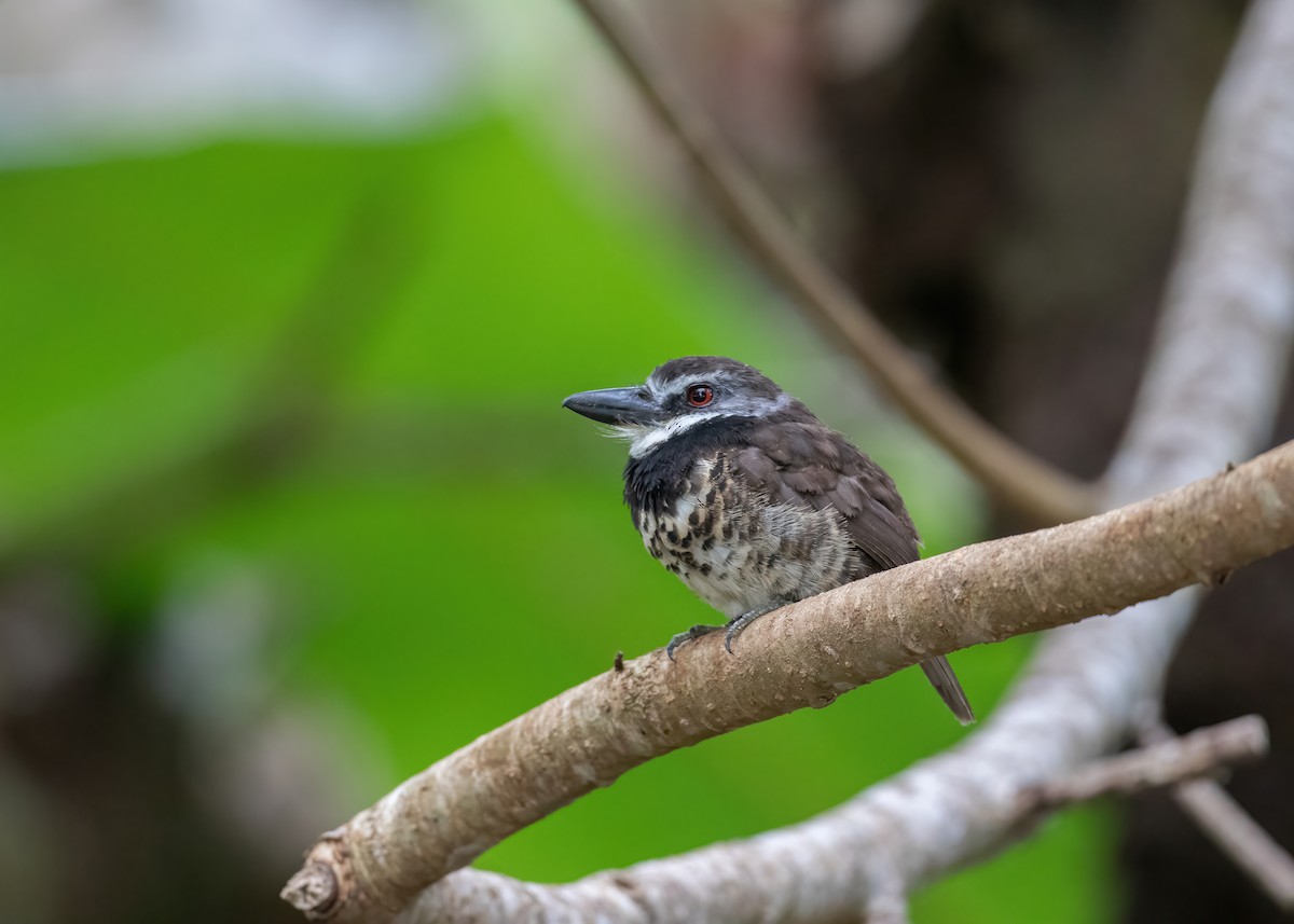 Sooty-capped Puffbird - ML470358381