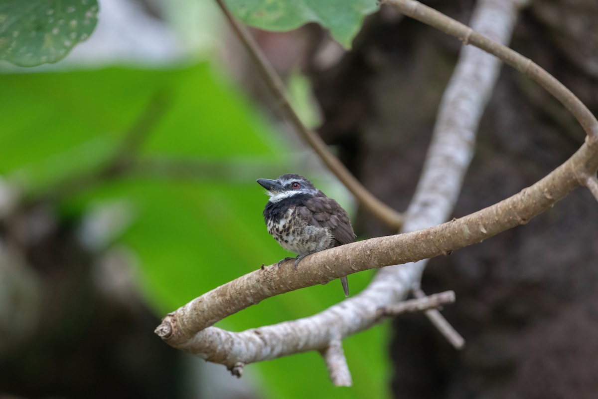 Sooty-capped Puffbird - ML470358391