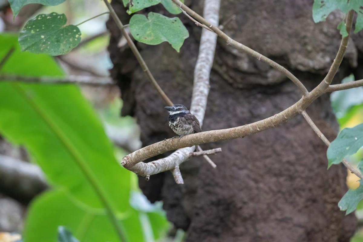 Sooty-capped Puffbird - ML470358401