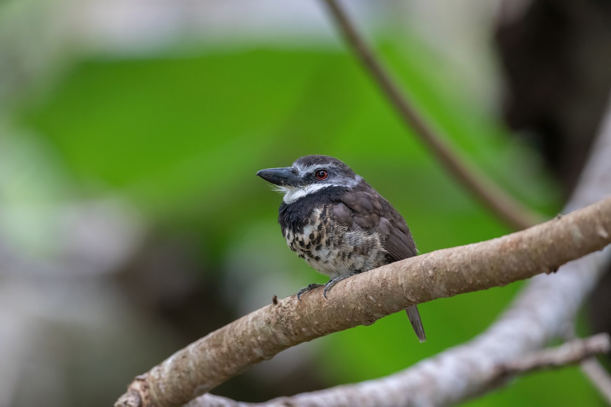 Sooty-capped Puffbird - ML470358411