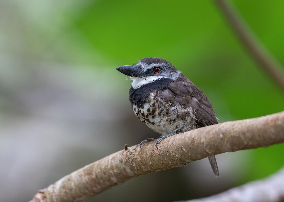 Sooty-capped Puffbird - ML470358421