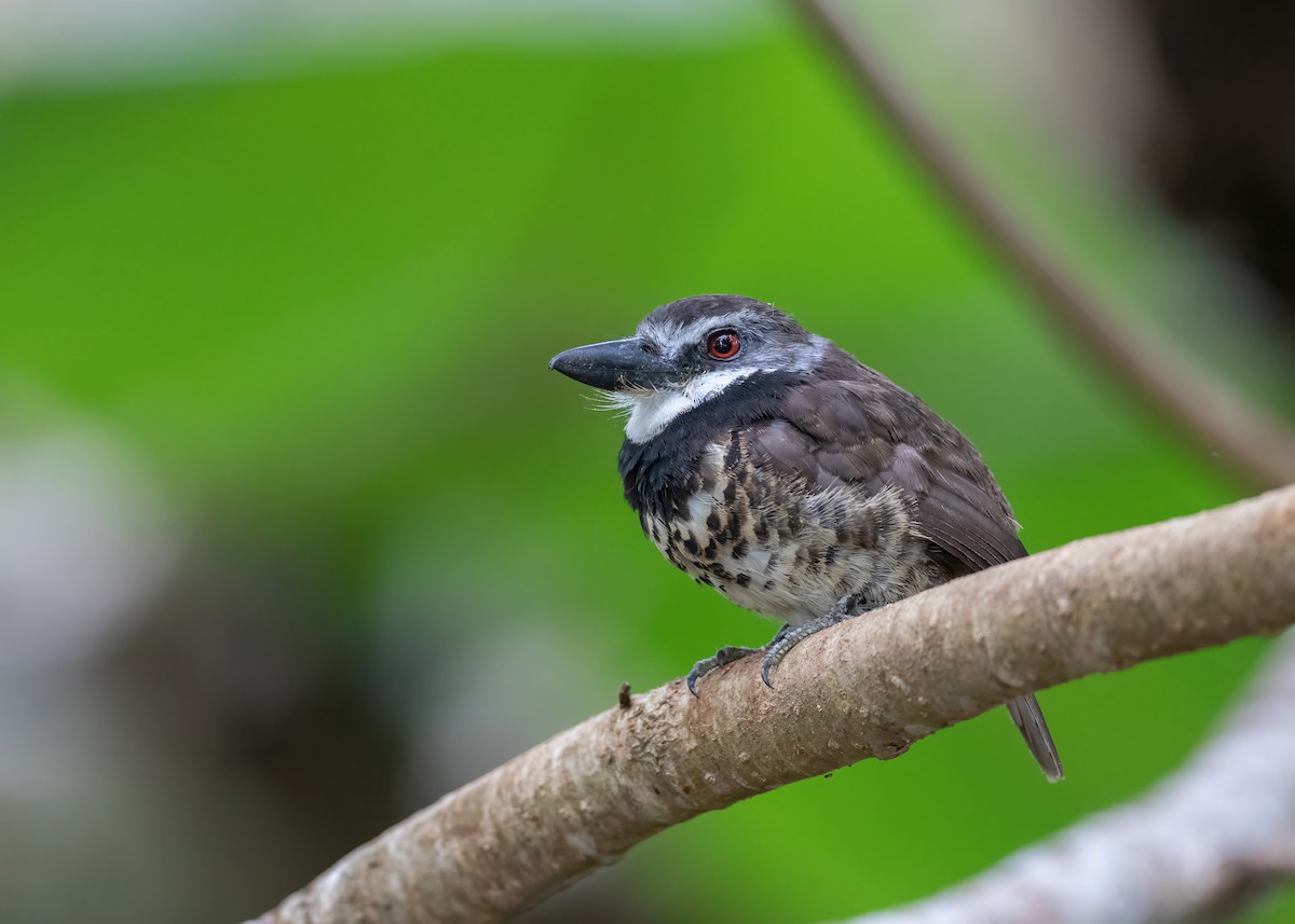 Sooty-capped Puffbird - ML470358431