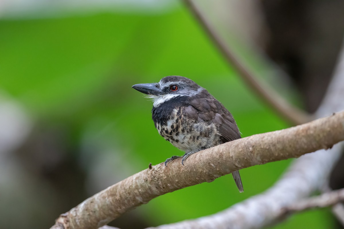 Sooty-capped Puffbird - ML470358441